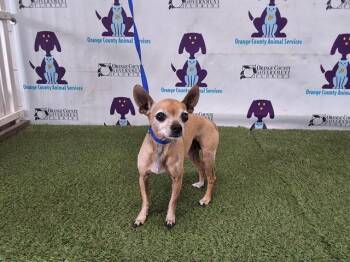 Rat Terrier and Chihuahua Dogs Available for Adoption in Orlando, Florida - CHARLIE | PetCurious