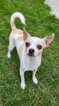 Chloe -  Chihuahua Dog for Adoption in Mount Prospect, Illinois - Chloe | PetCurious