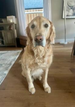 Sir Winston-Austin -  Golden Retriever Dog for Adoption in Magnolia, Texas - Sir Winston-Austin | PetCurious