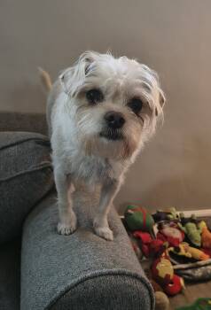 Rescue Chihuahua and Terrier Dogs for Adoption in Plymouth, Michigan - Finn | PetCurious