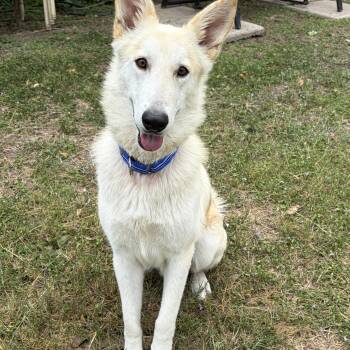 Shepherd Dogs Available for Adoption in Harlingen, Texas - Drako | PetCurious