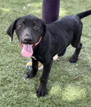 Elvis -  Labrador Retriever Dog for Adoption in Red Bluff, California - Elvis | PetCurious