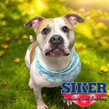 Mixed Breed Dogs Available for Adoption in Janesville, Wisconsin - Dillinger | PetCurious