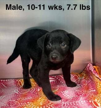 Boone -  Labrador Retriever Dog for Adoption in Lexington, Kentucky - Boone | PetCurious