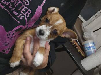 Chihuahua and Terrier Dogs Available for Adoption in Uxbridge, Massachusetts - Splash | PetCurious