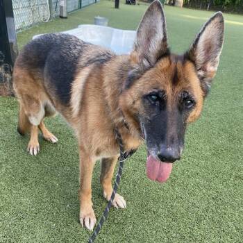 German Shepherd Dog Dogs Available for Adoption in Austin, Texas - Jinkx Monsoon | PetCurious