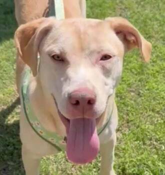 Retriever and Terrier Dogs Available for Adoption in Bloomfield, Connecticut - Buttercream | PetCurious