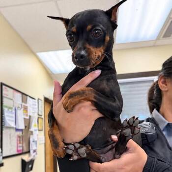 Onyx 26-10-050 -  Miniature Pinscher Dog for Adoption in Bastrop, Texas - Onyx 26-10-050 | PetCurious
