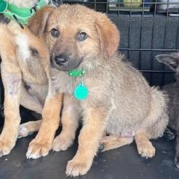 Benadryl -  Mixed Breed Dog for Adoption in Buffalo, Minnesota - Benadryl | PetCurious