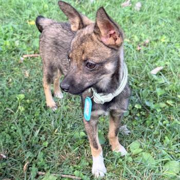Molly -  Klee Kai and Chihuahua Dog for Adoption in Columbia, Maryland - Molly | PetCurious
