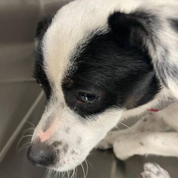 Australian Cattle Dog Blue Heeler Dogs Available for Adoption in Des Moines, Iowa - Chipper Dale | PetCurious