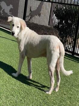 Labrador Retriever and Great Pyrenees Dogs Available for Adoption in Baytown, Texas - CASPER | PetCurious
