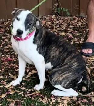 Phoebe -  Terrier Dog for Adoption in Dallas, Texas - Phoebe | PetCurious