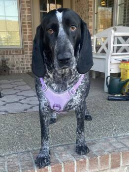 Bluetick Coonhound Dogs Available for Adoption in Indianapolis, Indiana - Sadie Mae | PetCurious