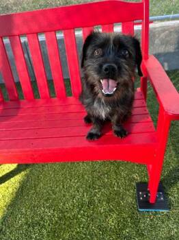 Rescue Mixed Breed Dogs for Adoption in Carrollton, Texas - Bullwinkle | PetCurious