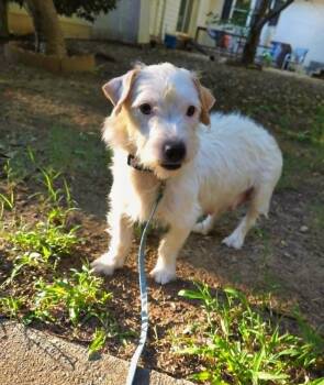 Taylor -  Terrier and Jack Russell Terrier Dog for Adoption in Wake Forest, North Carolina - Taylor | PetCurious