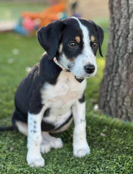 Rescue Hound Dogs for Adoption in Fort Worth, Texas - Muffin | PetCurious