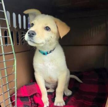Australian Shepherd and Mixed Breed Dogs Available for Adoption in Merriam, Kansas - Arsenio | PetCurious