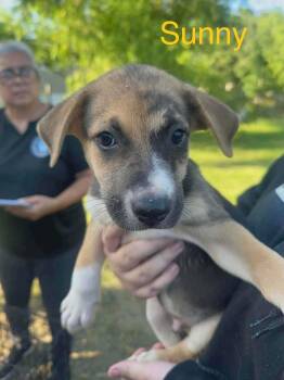 Sunny (AVAILABLE 7/20) -  Shepherd Dog for Adoption in Leverett, Massachusetts - Sunny (AVAILABLE 7/20) | PetCurious