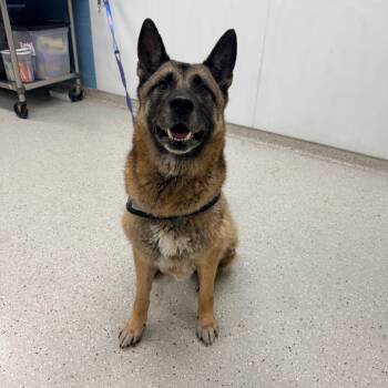Appa -  German Shepherd Dog Dog for Adoption in Indianapolis, Indiana - Appa | PetCurious