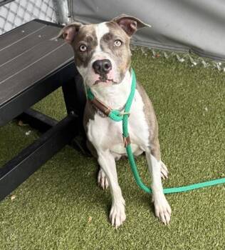 Reina -  Pit Bull Terrier and Mixed Breed Dog for Adoption in Fishers, Indiana - Reina | PetCurious