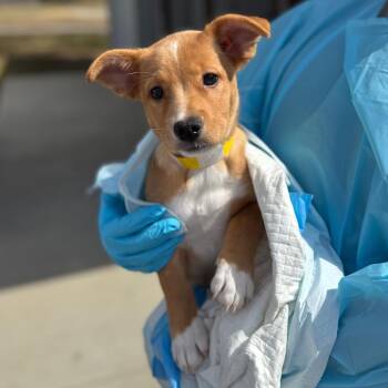 Mixed Breed Dogs Available for Adoption - Goldie | PetCurious