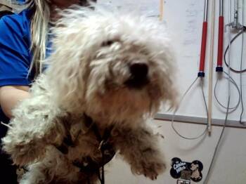 ELLIE -  Terrier and Mixed Breed Dog for Adoption in Martinez, California - ELLIE | PetCurious