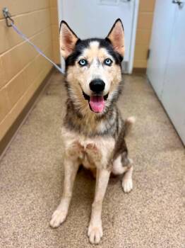 Yukon -  Husky Dog for Adoption in Fort Payne, Alabama - Yukon | PetCurious
