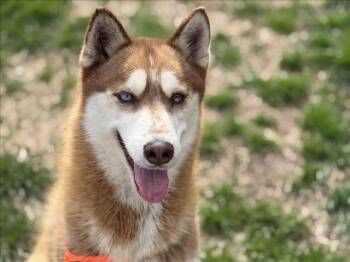 YUJIRO -  Husky Dog for Adoption in Tulsa, Oklahoma - YUJIRO | PetCurious