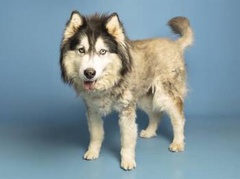 STAR -  Alaskan Malamute Dog for Adoption in Phoenix, Arizona - STAR | PetCurious
