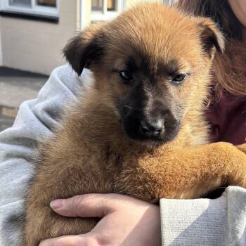 Irish Wolfhound Dogs Available for Adoption - Sunny | PetCurious