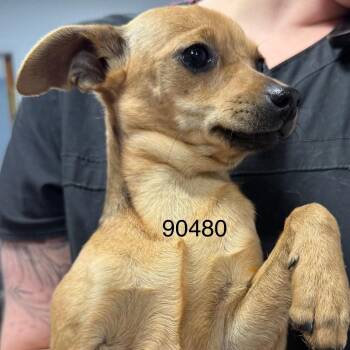 Rat Terrier Dogs Available for Adoption - MOUSIE | PetCurious