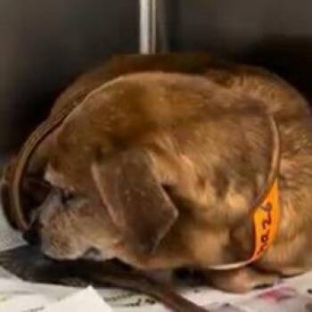 Chihuahua and Beagle Dogs Available for Adoption - Lily D10702 | PetCurious