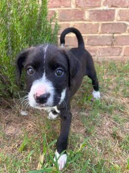 Bizkit -  Mixed Breed Dog for Adoption in Statesboro, Georgia - Bizkit | PetCurious