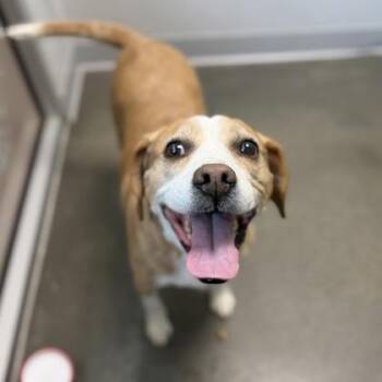 Lilly Pad -  Mixed Breed Dog for Adoption in Janesville, Wisconsin - Lilly Pad | PetCurious