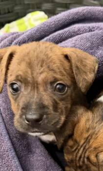 Azalea -  Staffordshire Bull Terrier Dog for Adoption in The Woodlands, Texas - Azalea | PetCurious