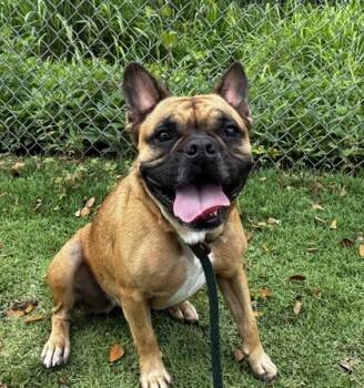 French Bulldog and Mixed Breed Dogs Available for Adoption in Honolulu, Hawaii - Twinkie | PetCurious