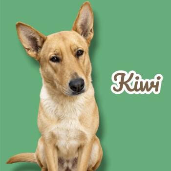 Kiwi -  Carolina Dog and Mixed Breed Dog for Adoption in Scottsdale, Arizona - Kiwi | PetCurious
