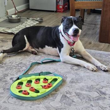 American Staffordshire Terrier and Mixed Breed Dogs Available for Adoption in Sarasota, Florida - Princess | PetCurious
