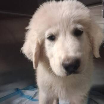 Polish -  Mixed Breed Dog for Adoption in Pauls Valley, Oklahoma - Polish | PetCurious