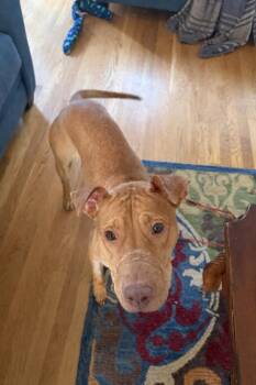 American Staffordshire Terrier and Terrier Dogs Available for Adoption - Sketchers | PetCurious