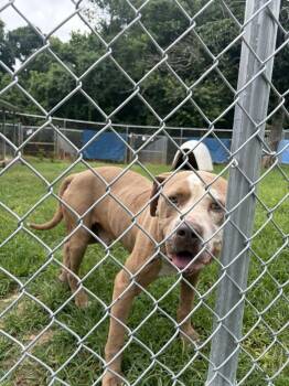Thor -  Pit Bull Terrier Dog for Adoption in Lawrenceburg, Tennessee - Thor | PetCurious