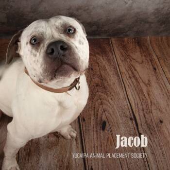 Rescue Pit Bull Terrier Dogs for Adoption in Yucaipa, California - Jacob | PetCurious