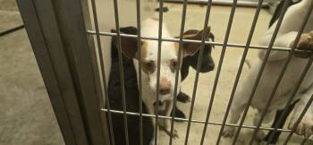 Rescue Chihuahua and Mixed Breed Dogs for Adoption in Clovis, New Mexico - 85731 | PetCurious