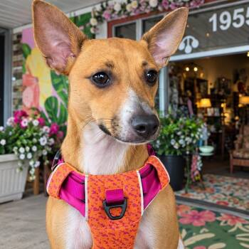 Mojo -  Mixed Breed Dog for Adoption in St. Augustine, Florida - Mojo | PetCurious