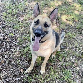 Lexus -  German Shepherd Dog Dog for Adoption in Greensboro, North Carolina - Lexus | PetCurious