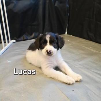 Lucas (The Stranger Things Litter) -  Collie and Australian Cattle Dog Blue Heeler Dog for Adoption in Corsicana, Texas - Lucas (The Stranger Things Litter) | PetCurious