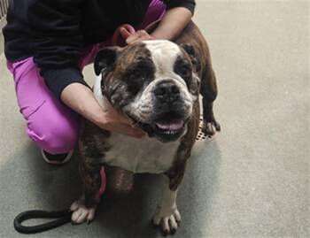 A176499 -  Mixed Breed Dog for Adoption in Santa Fe, New Mexico - A176499 | PetCurious