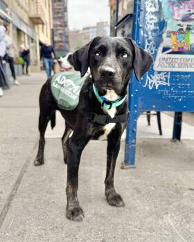 Labrador Retriever Dogs Available for Adoption in New York, New York - Emerald Lagoon | PetCurious