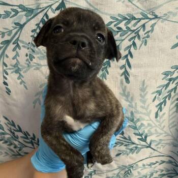 Eeyore -  Terrier and Mixed Breed Dog for Adoption in San Antonio, Texas - Eeyore | PetCurious